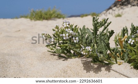 Surviving flower in the dune