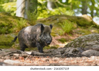 Sus scrofa. Beautiful portrait of a wild boar in the nature habitat. - Shutterstock ID 2161057119