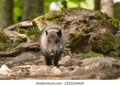 Sus scrofa. Beautiful portrait of a wild boar in the nature habitat. - Shutterstock ID 2352264629