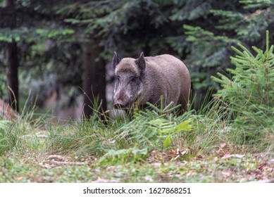 Sus scrofa. The wild nature of the bermany. Free nature. Picture of an animal in nature. Beautiful picture. Animal in the woods. Deep forest. Mysterious Forest. Wild.