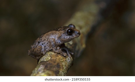 Sushil's Bush Frog, Endemic. Tiny Frog Critically Endangered Species. Frog On The Tree Branch. Cute And Tiny Frog.  