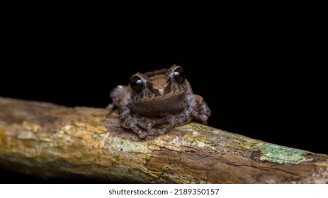 Sushil's Bush Frog, Endemic. Tiny Frog Critically Endangered Species. Frog On The Tree Branch. Cute And Tiny Frog.  