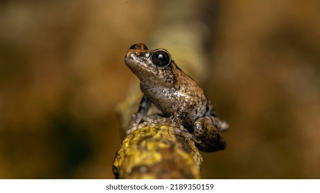 Sushil's Bush Frog, Endemic. Tiny Frog Critically Endangered Species. Frog On The Tree Branch. Cute And Tiny Frog.  