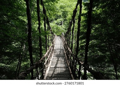 Suspended Pathway Through Emerald Forest Canopy