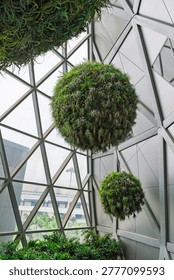 Suspended spherical plant installations inside bright glass interior with geometric framework and natural greenery modern eco design concept blending nature and architecture in clean space