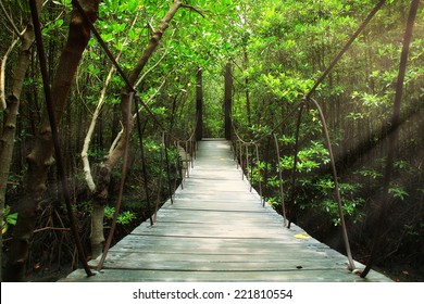 Suspension Bridge In The Forest