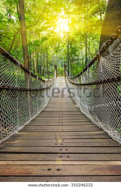 Suspension bridge in the\
forest