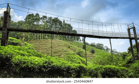 Suspension Bridge Over Lush Green Tea Plantation in Serene Landscape - Powered by Shutterstock