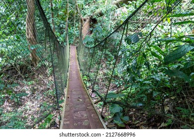 Suspension bridge in the treetops in the rainforest of Costa Rica