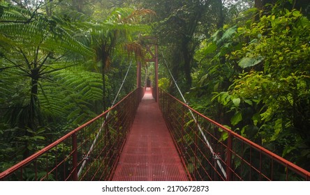 Suspension bridge in tropical rain forest - Shutterstock ID 2170672873