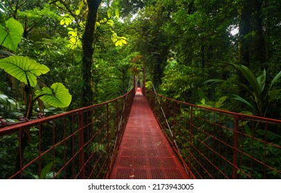 Suspension bridge in tropical rain forest - Shutterstock ID 2173943005