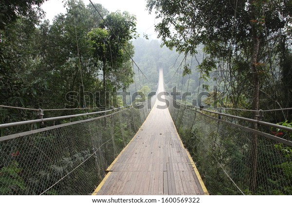 suspension bridge in west\
java forests 