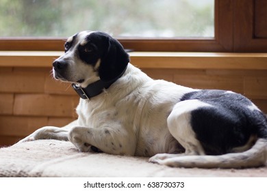 Suspicious Black And White Dog Lying Down On Couch By Window In Living Room