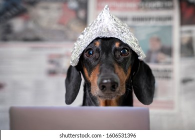 suspicious-dachshund-dog-foil-hat-260nw-
