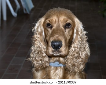 Suspicious Dog Cocker Spaniel Looking At You