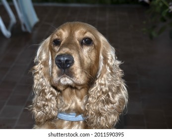 Suspicious Dog Cocker Spaniel Looking At You