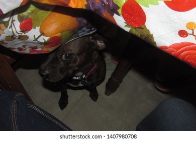 Suspicious Dog Hiding Under A Table