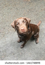 Suspicious Dog Labrador Animal Puppy Cute Thinking