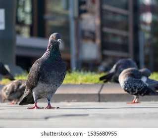 Pigeon Looking Around Food Acting Goofy Stock Photo 1679450632 ...