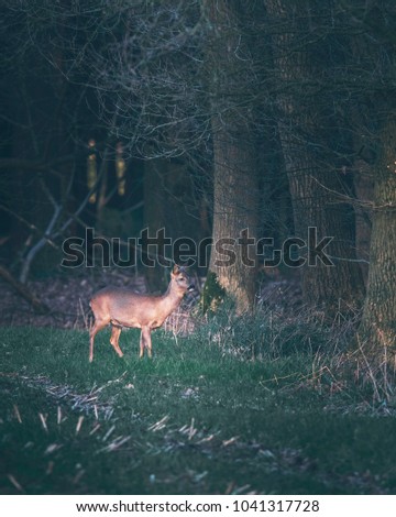 Similar – Foto Bild Rehe aus dem Graben kommend