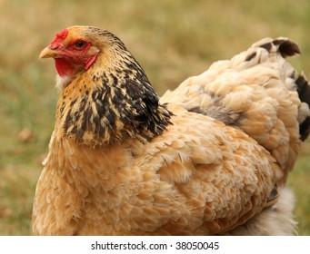 Sussex Bantam Chicken