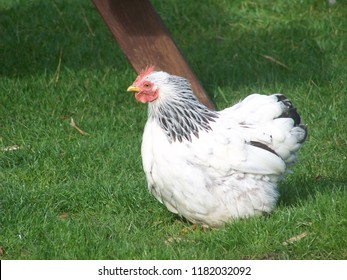 Sussex Chicken, England