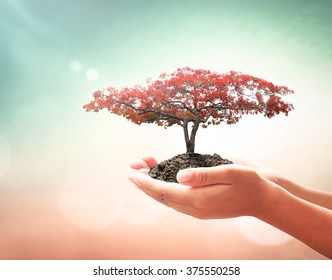 Sustainability Concept: Human Hand Holding Red Tree Over Blurred Autumn Sunset Background