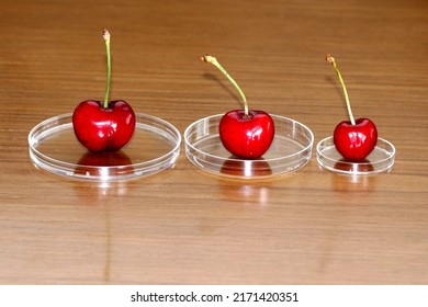 Sustainability Of Crops Through Improved Food Production In The Laboratory. Cherries.