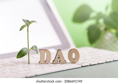 Sustainability DAO. Decentralized Autonomous Organization. Green plant growing on white keyboard.