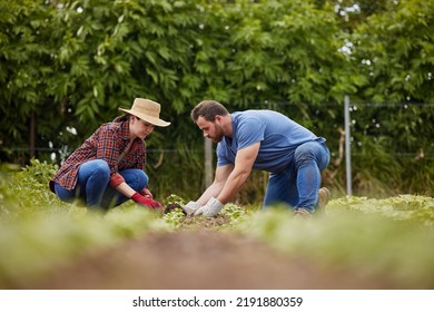 Sustainability Farmers Planting Green Plants In Earth Or Soil On Agriculture Farm, Countryside Field Or Nature Land. Couple, Man And Woman Or Garden Workers With Growth Mindset For Environment