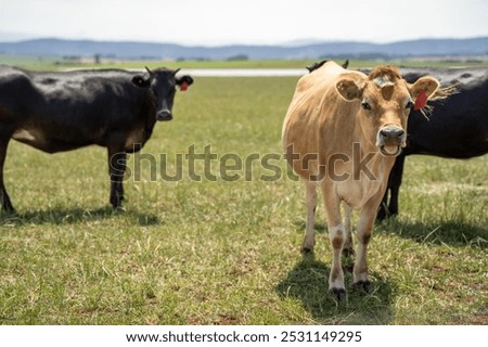 Sustainable agriculture in Australia with cows in a field