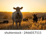 Sustainable agriculture being practiced storing carbon in the soil with cows and livestock. Herd of cattle portraits 