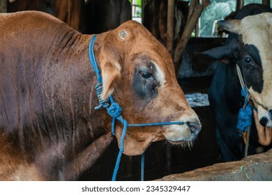 Sustainable, agriculture and cows eating on a farm for health, wellness and dairy supply. Industry, farming and cattle feeding outdoor in eco friendly, nature or livestock environment in countryside. - Shutterstock ID 2345329447