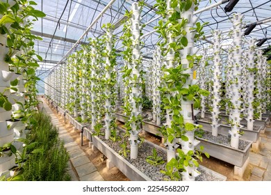 Sustainable Agriculture. Hydroponics based production method farm. Wellness, healthy and sustainable food sourcing concept. Vertical Farming. - Shutterstock ID 2254568207