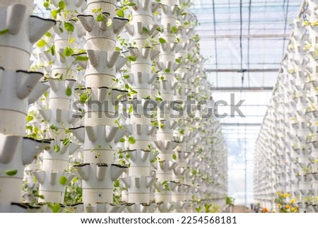 Sustainable Agriculture. Hydroponics based production method farm. Wellness, healthy and sustainable food sourcing concept. Vertical Farming.
