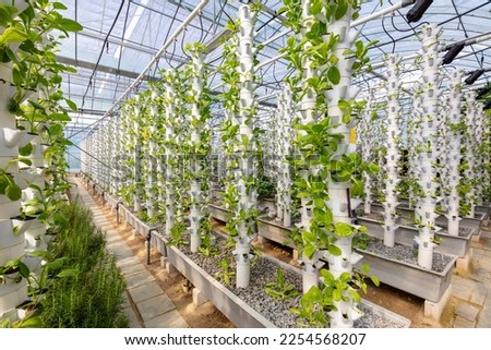 Sustainable Agriculture. Hydroponics based production method farm. Wellness, healthy and sustainable food sourcing concept. Vertical Farming.