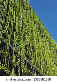 Sustainable Architecture Concept : Green wall (shrubs planter or climbing plant) at wal of condominium building for good environment 