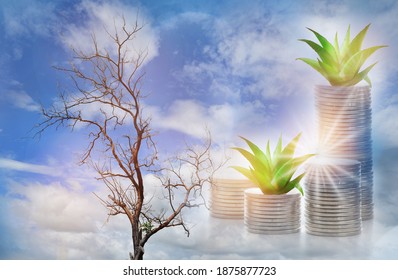 Sustainable Development Concept And Save The Earth For Climate Change Idea. Dead Tree Compared With Planting Tree Growing Money Plant On Stack Of Coins On Blue Sky Background