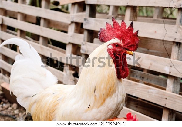 Sustainable and ecological farming,\
a proud rooster in his chicken coop,  defocused\
background.