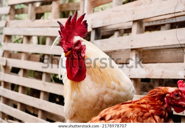 Sustainable and ecological farming, a proud rooster\
in his chicken\
coop.