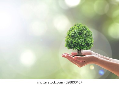 Sustainable Environment, Saving Environmental Sustainability In Ecosystem, International Day Of Forest, World Forestry Day And CSR Go Green Concept With Tree Planting Growing On Volunteer's Hands