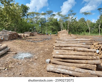 Sustainable forestry or deforestation? A logging site in the midst of nature, where trees meet industry