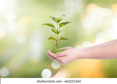 Sustainable Green Ideas Tree Planting On Stock Photo 662251264 ...