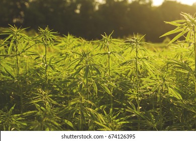 大麻草 Images Stock Photos Vectors Shutterstock