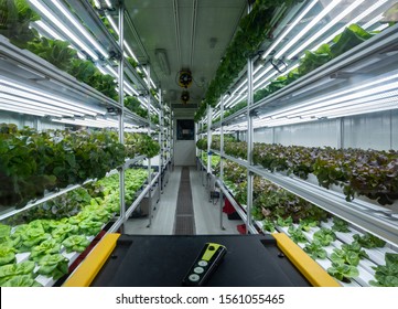 Sustainable Modern Hydroponic Vegetables Production