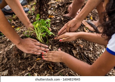 Sustentable Education, Children Planting Plants