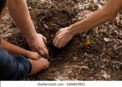 Sustentable Education, Children Planting Plants