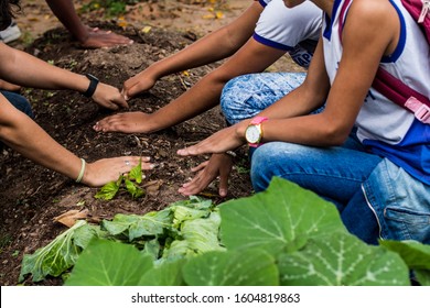 Sustentable Education, Children Planting Plants