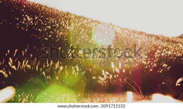 Susuki Chinese silver grass field in Hakone,\
Japan, autumn