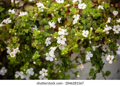 Sutera cordata (Chaenostoma cordatum) or ornamental bacopa ornamental plant with small white flowers and creeping drooping stems